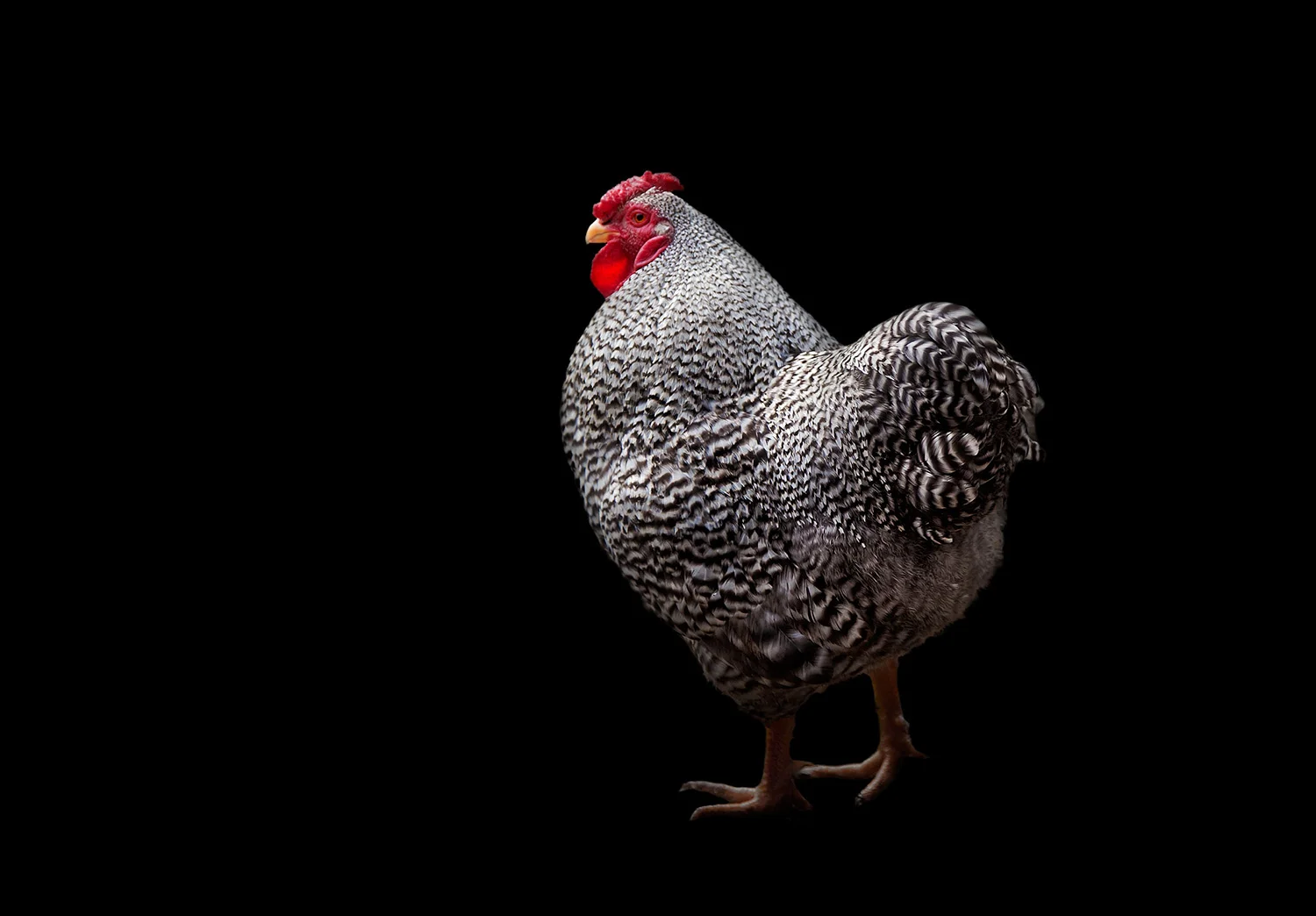 Pet Bird Photographer Horsham West Sussex Bantam Cockerel