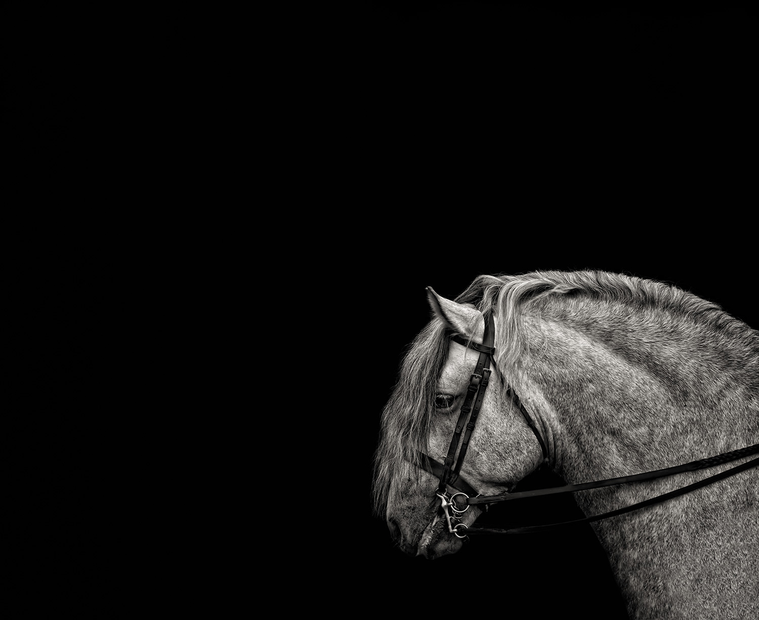 Fine Art Horse Photographer Guildford Surrey