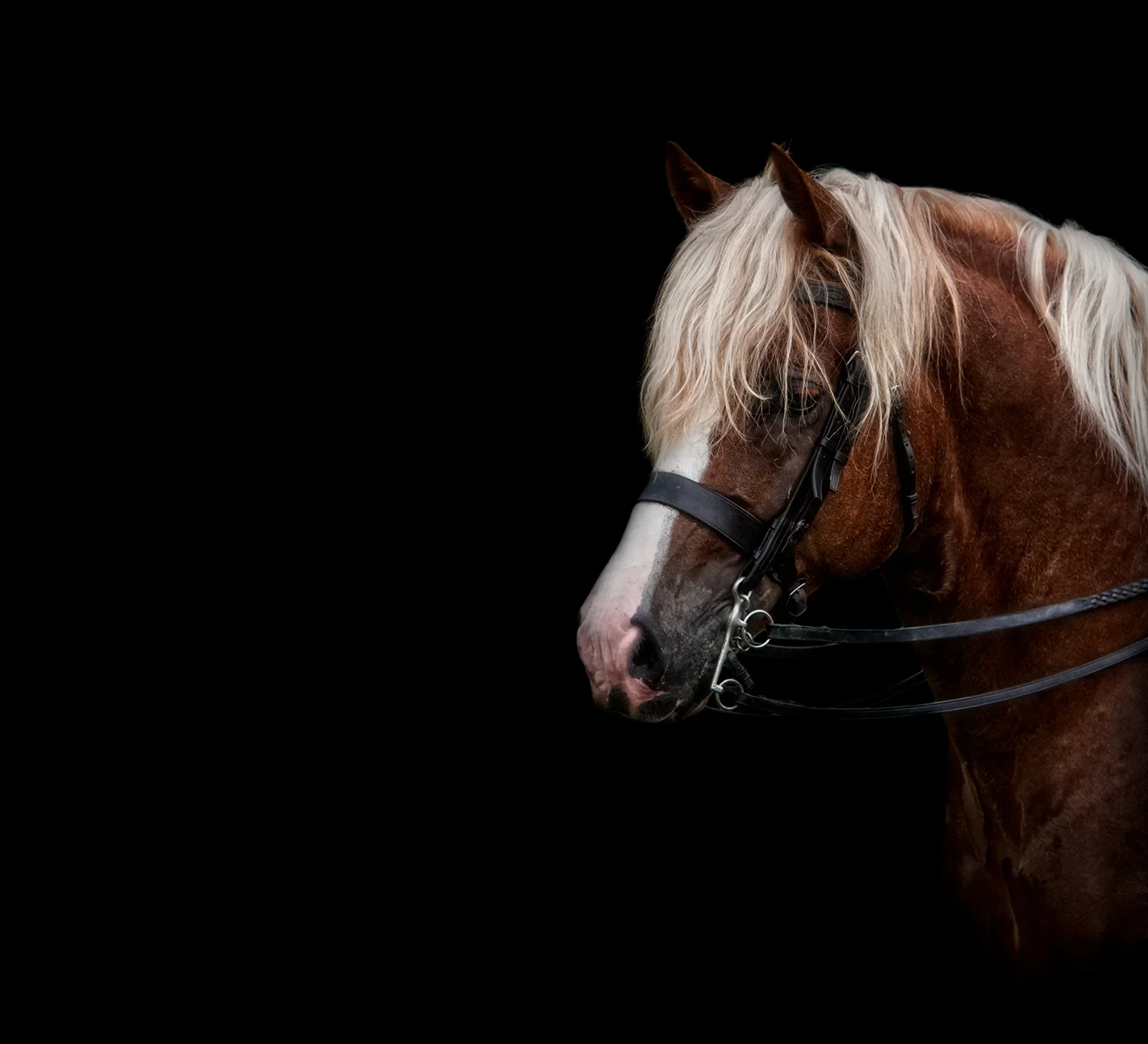 Equine Horse Fine Art Portraits Brighton East Sussex
