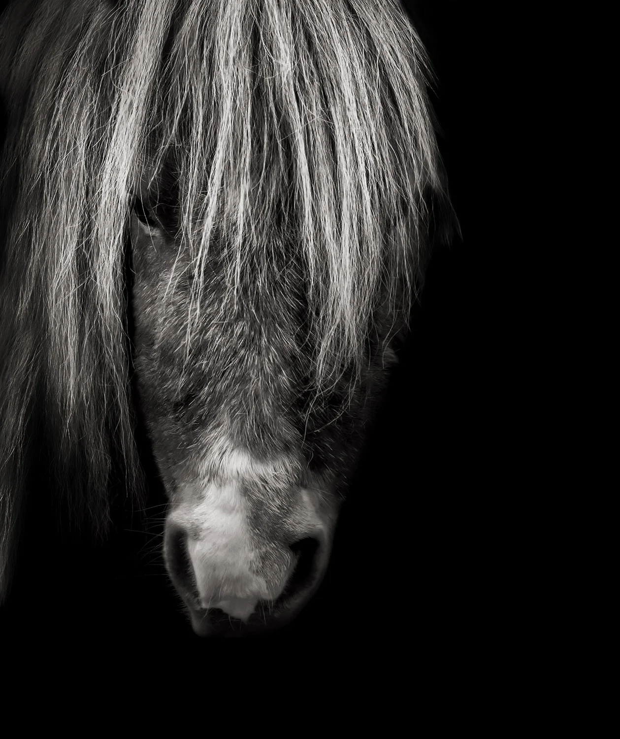 Shetland Pony Equine Portrait Photography Horsham West Sussex