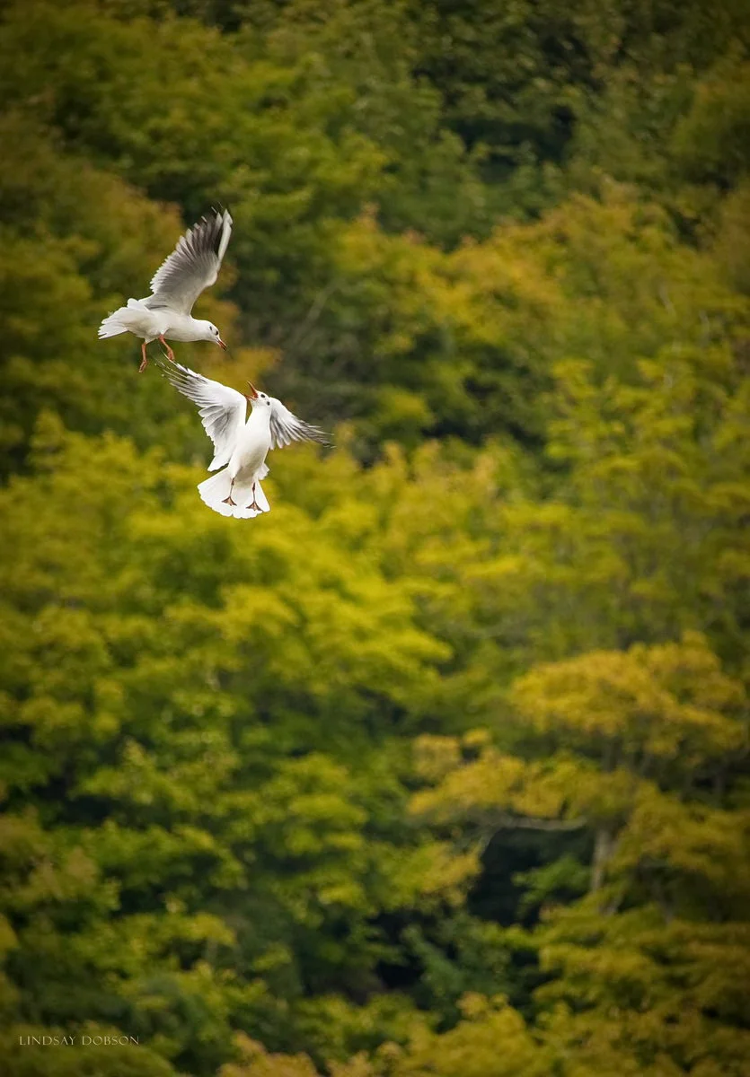 Herring Gulls on the Sussex Coast