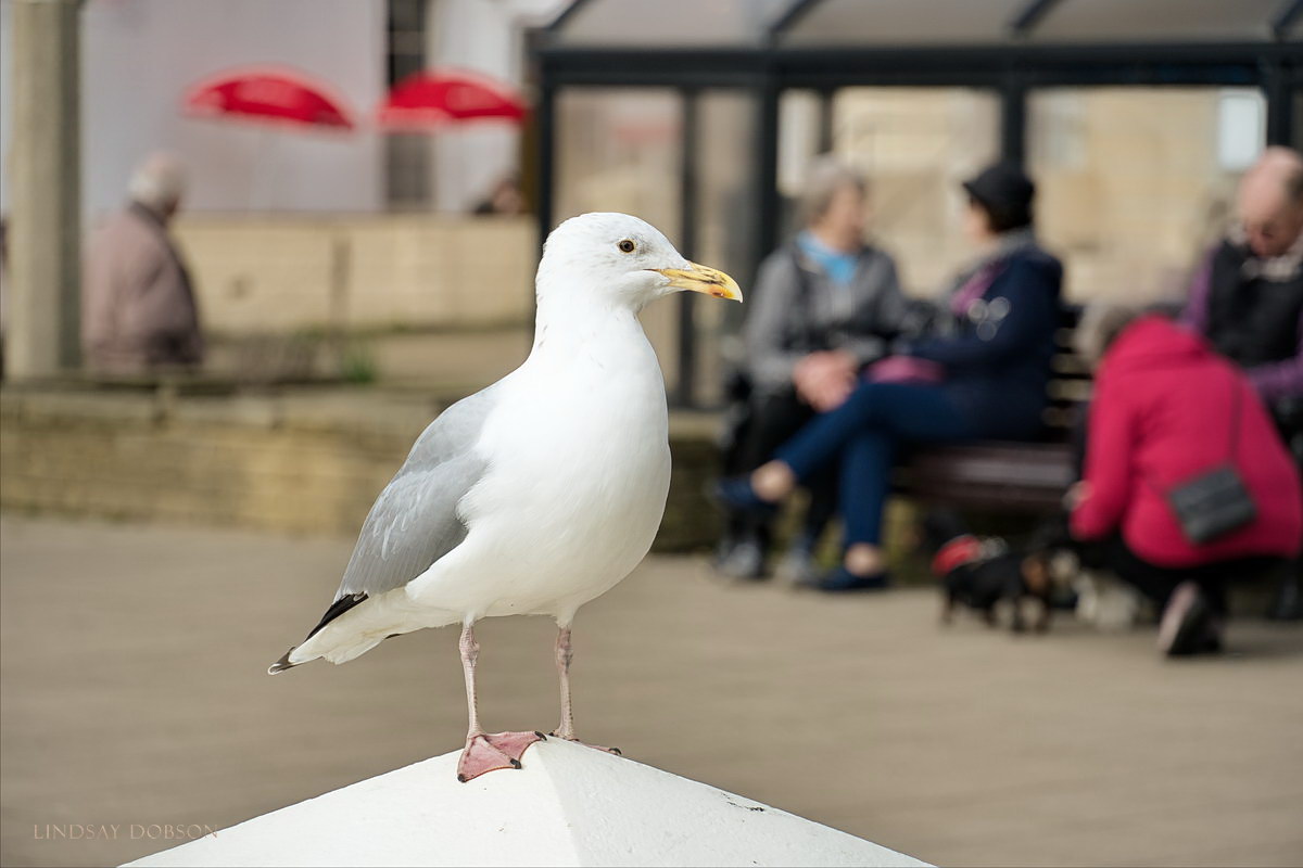 herring gull worthing seafront west sussex