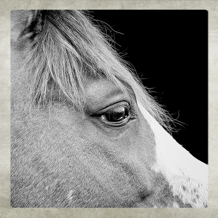 Horse Photographer West Sussex