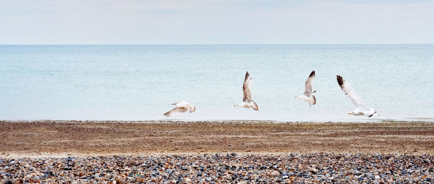 Herring Gulls on Littlehampton Beach West Sussex
