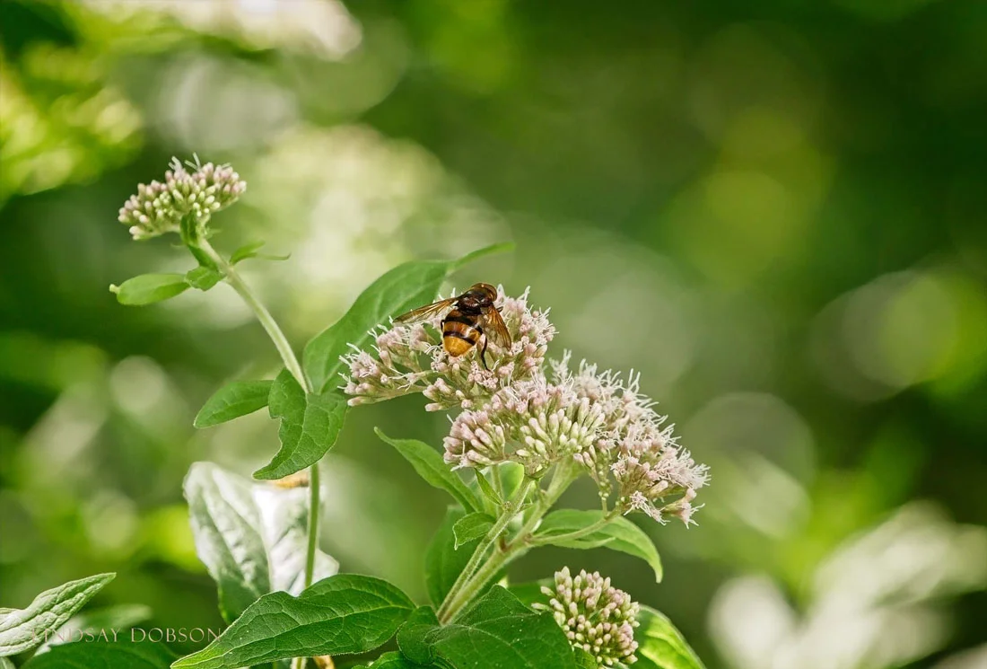 Bird and Nature Photography with the Sony a7rii and Sony 70-200 f4 G Lens