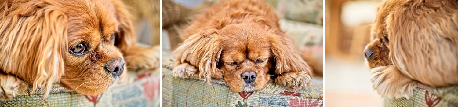 pet cavalier king Charles spaniel photoshoot surrey
