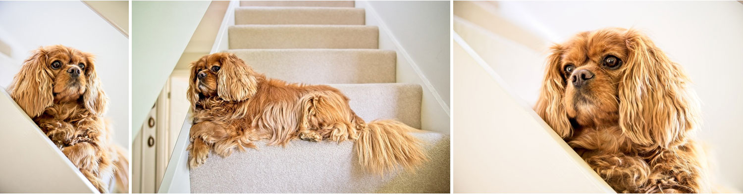 pet dog photoshoot at home in Guildford surrey