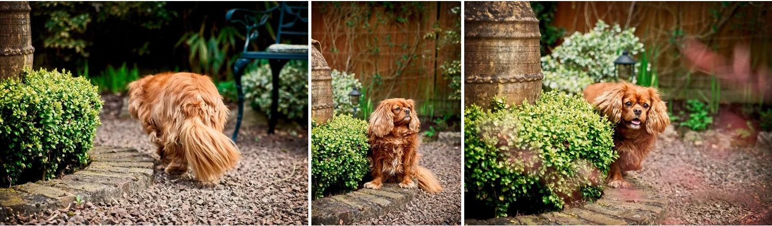 modern pet dog portraits west sussex