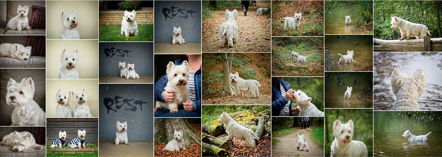 Dog Photographer West Sussex Creative Pet Photography on Location