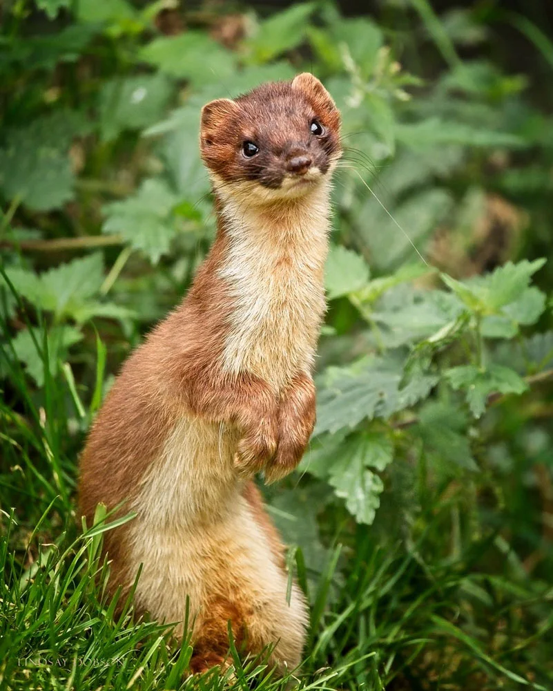 Photographing a British Stoat in Surrey