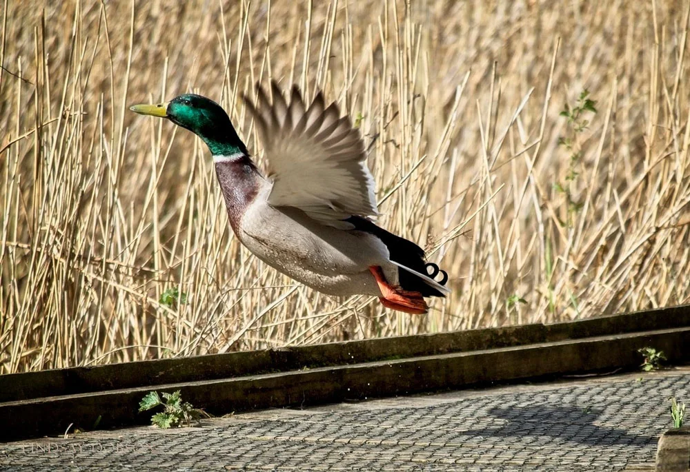 Panasonic 100-300 Lens Bird Photography Field Review