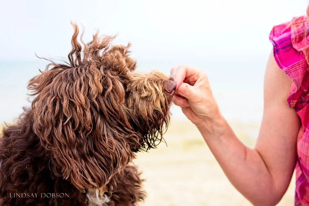Family Pet Dog Portraits Worthing West Sussex