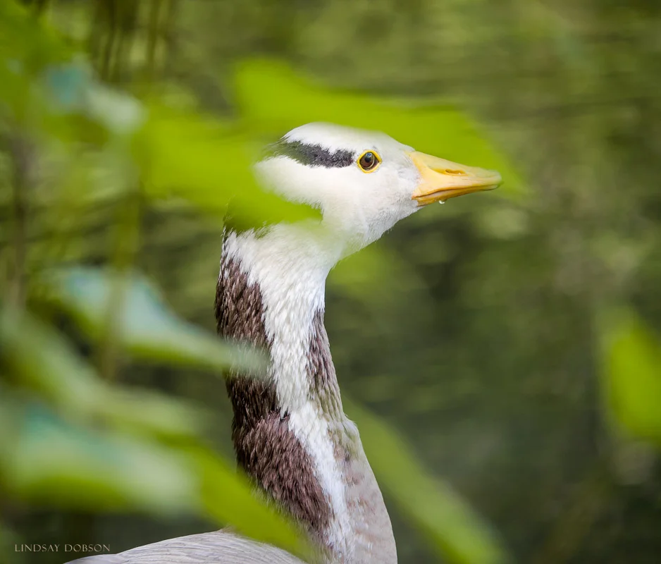 Bird Photography at Busbridge Lakes in Surrey | A Relaxing Outing