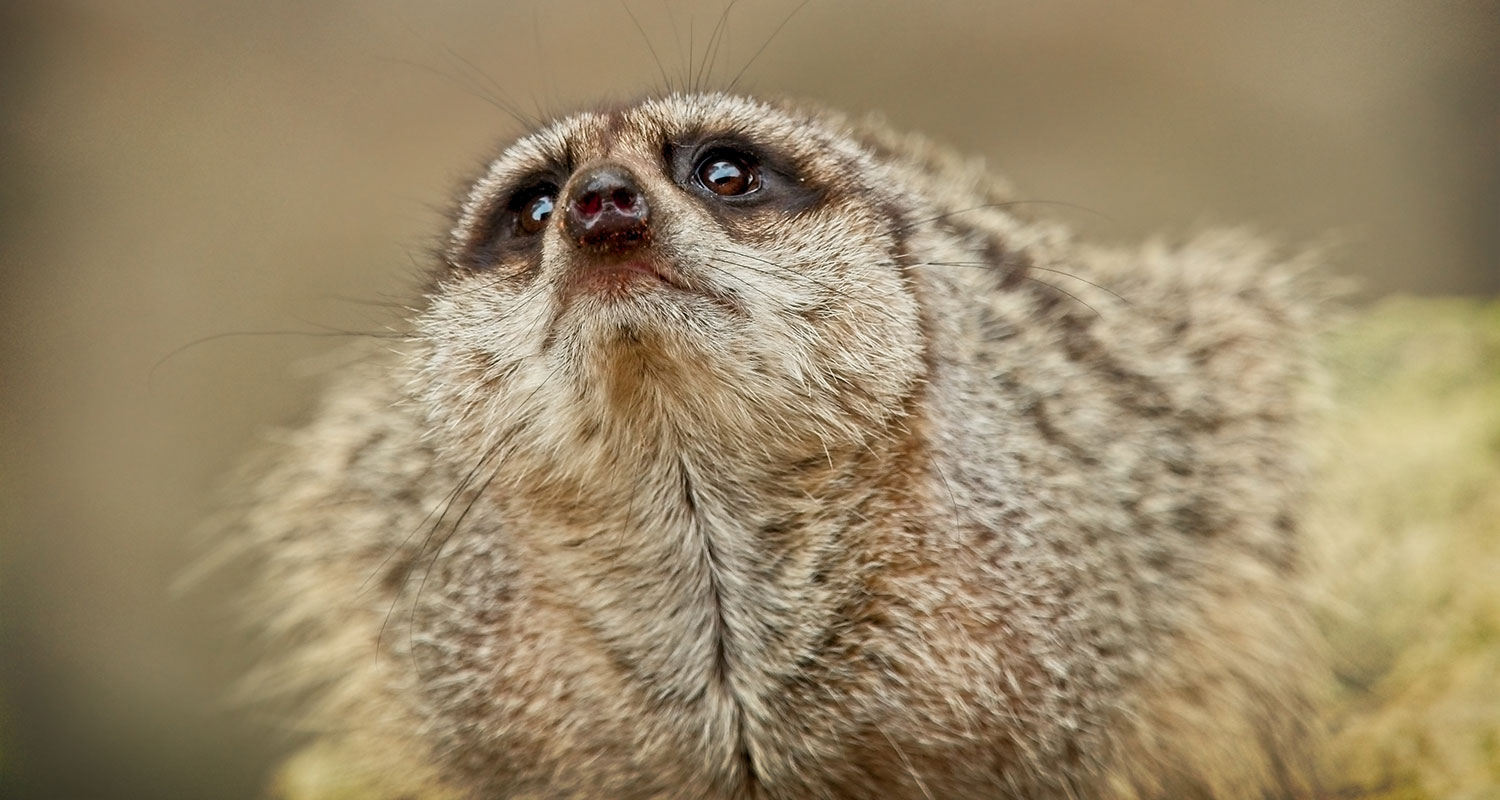 meerkat-photography-in-zoos-west-sussex.jpg