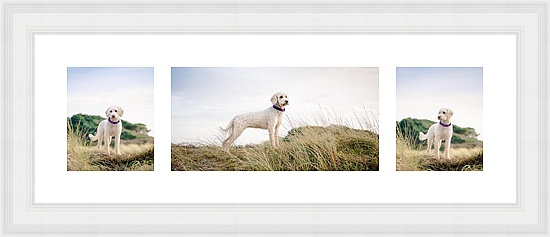 cockerpoo-photography-east-sussex-1.png