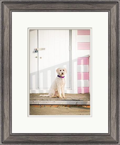 cockerpoo-photography-west-sussex-1.png