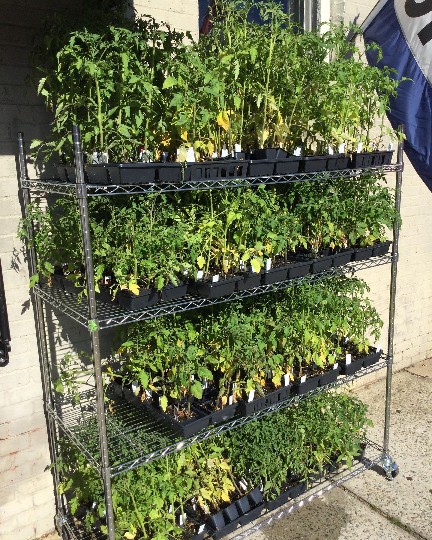 We have tomatoes plants, just $1.00 each!!