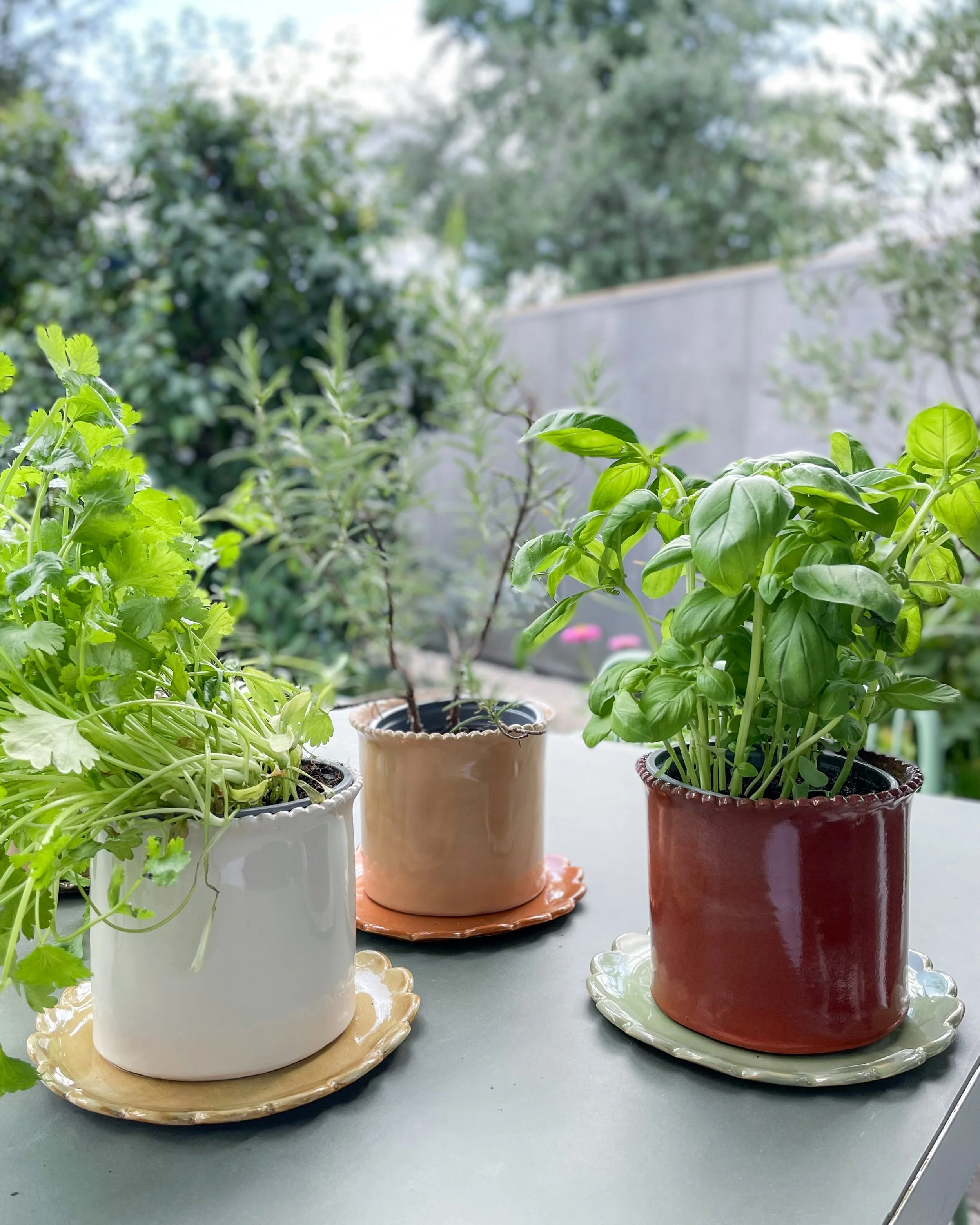 Herb Pot-Scalloped edge Limited Edition-(shown with small Camellia Plates, sold separately))