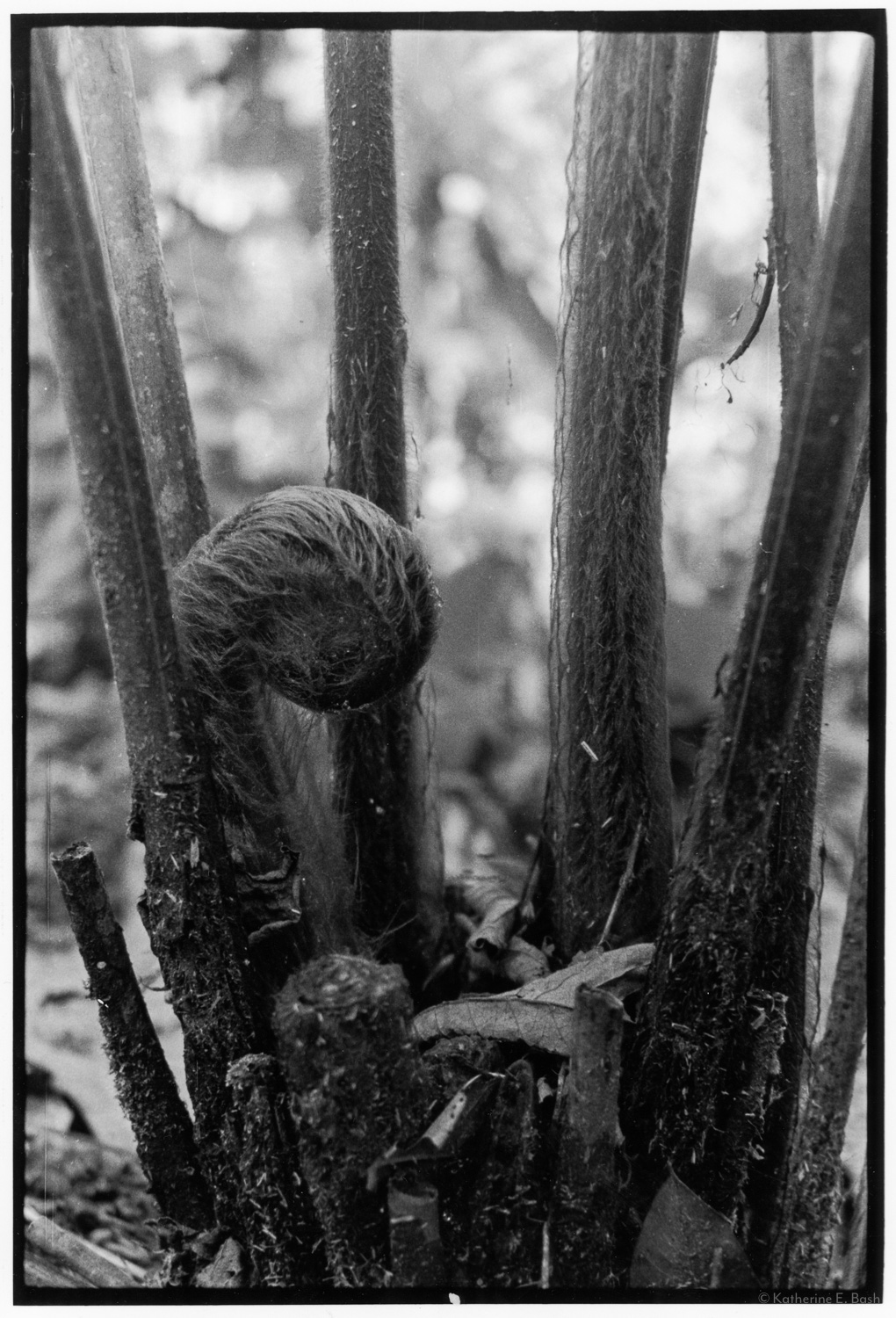 Tropical Fern , Quichua, Canelos, Pastaza, Oriente Ecuador, Amazonia, 1999