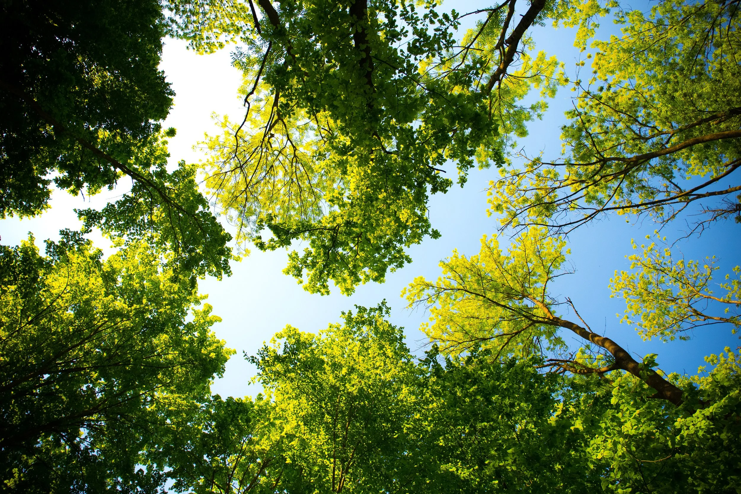 daylight-forest-nature-589802.jpg