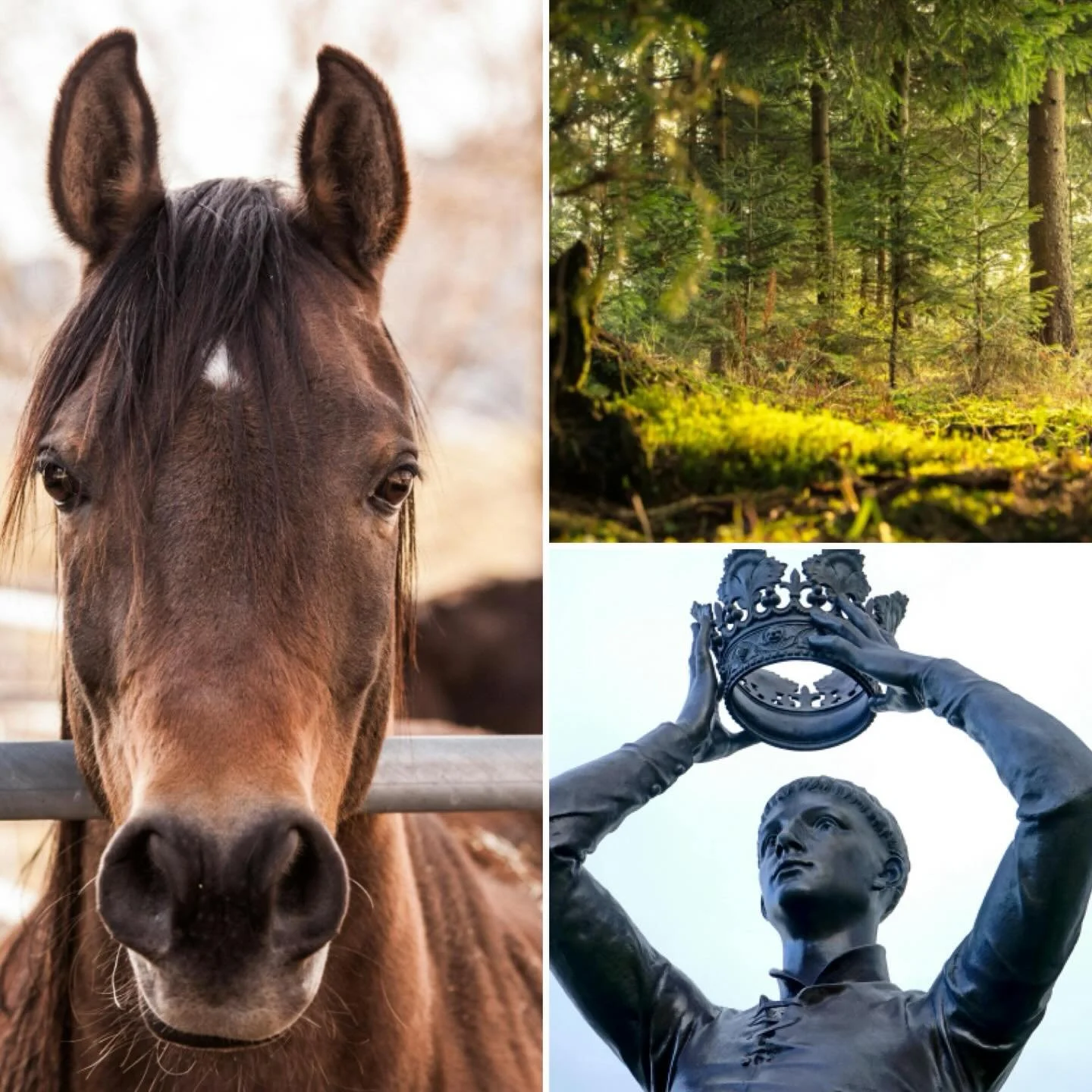 This week: British kings, vehicular horses, and a trip into the woods - all this and more at @stoutirishpubto #thebesttriviaintown
