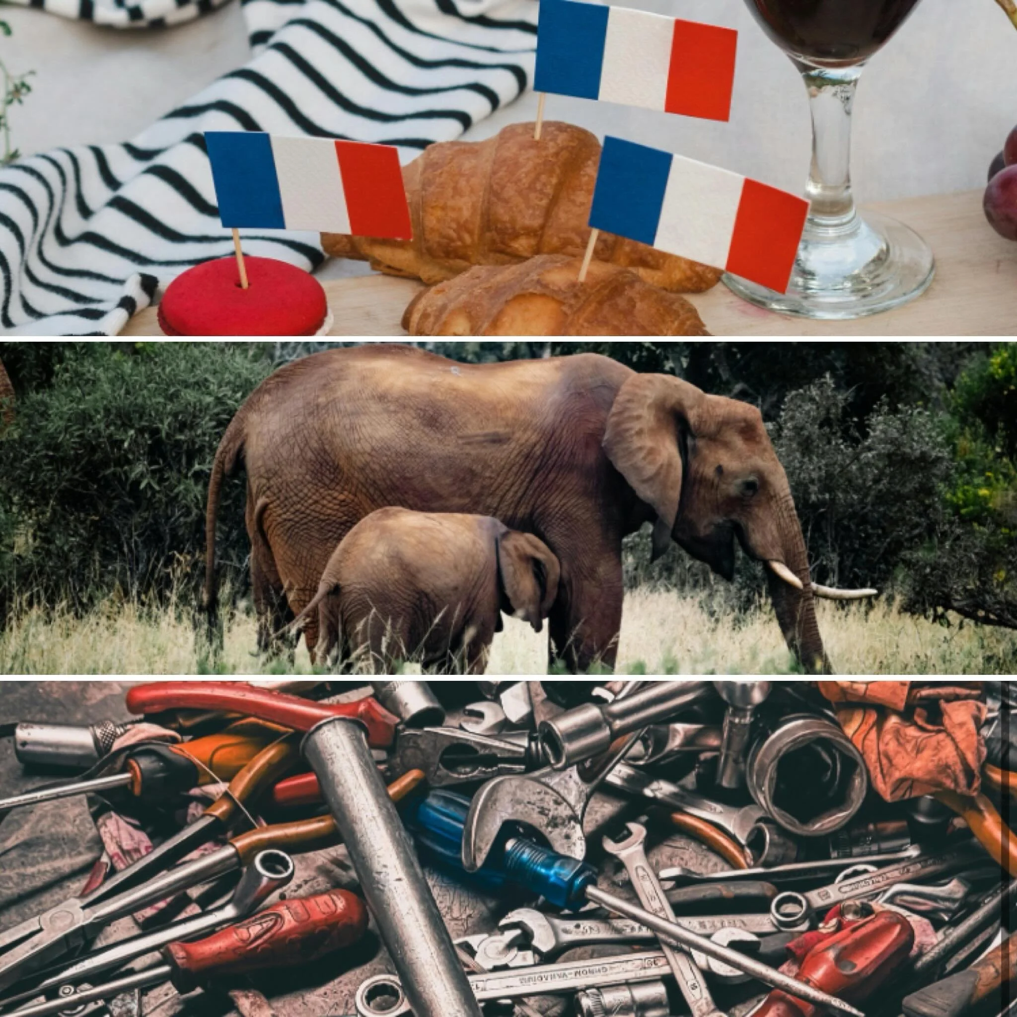 This week: elephants, French politics, and British tools! All this and more @stoutirishpubto #thebesttriviaintown