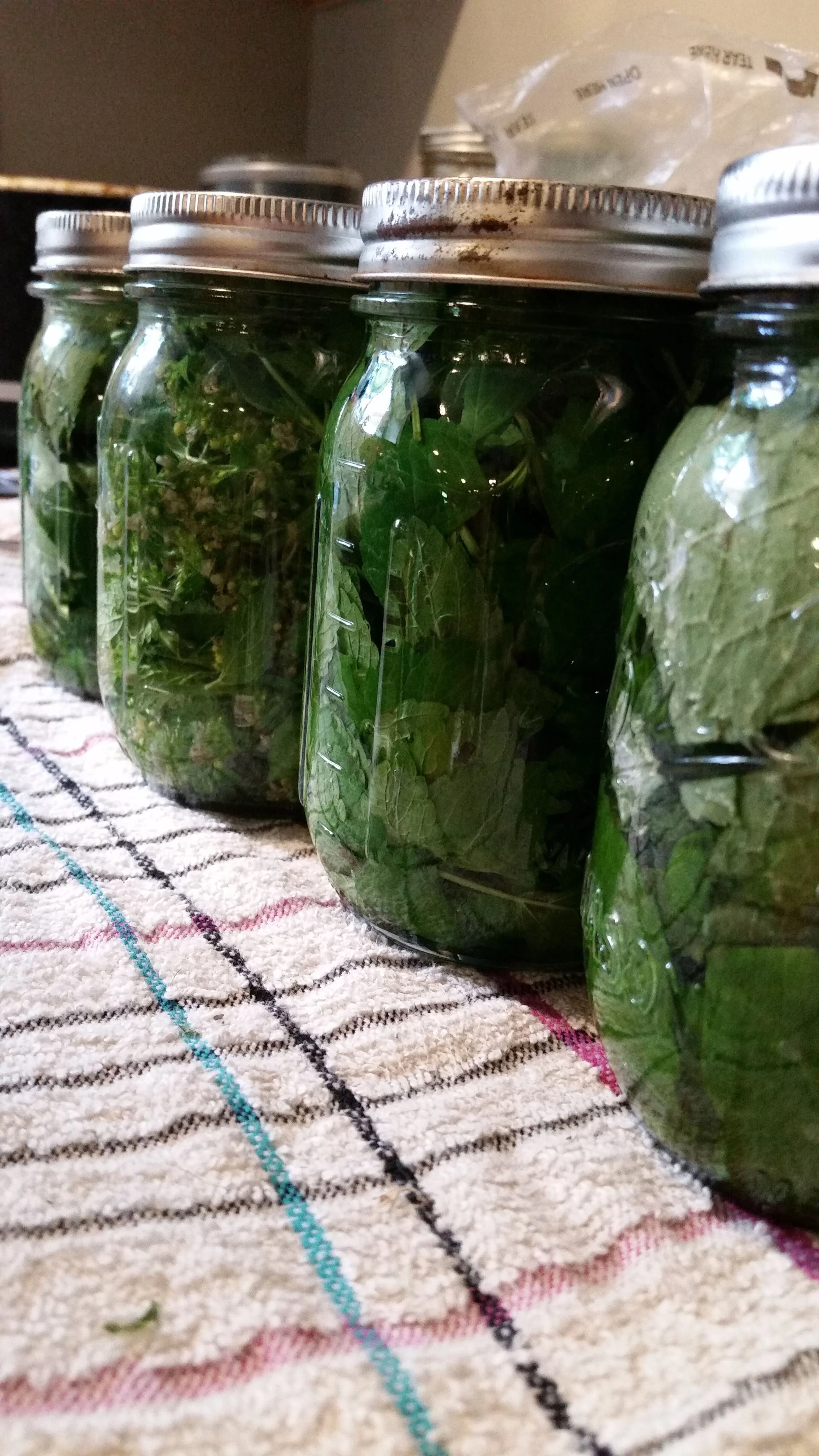 Why Sam's Plants — Sam's Plants