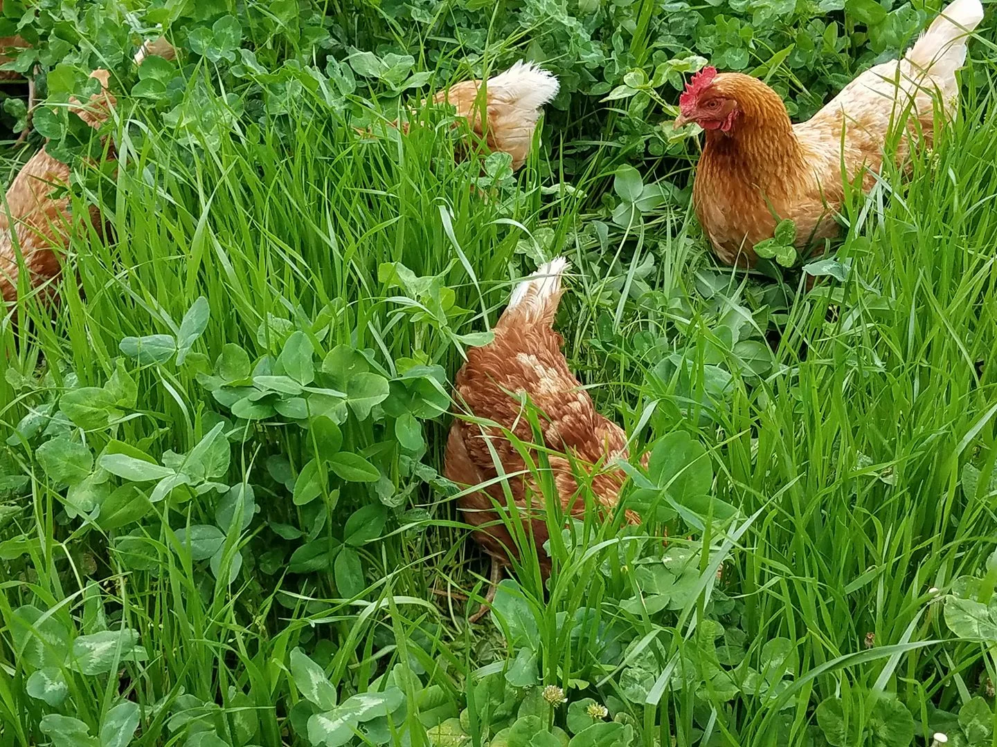 Our hens enjoy catching crickets on lush pasture