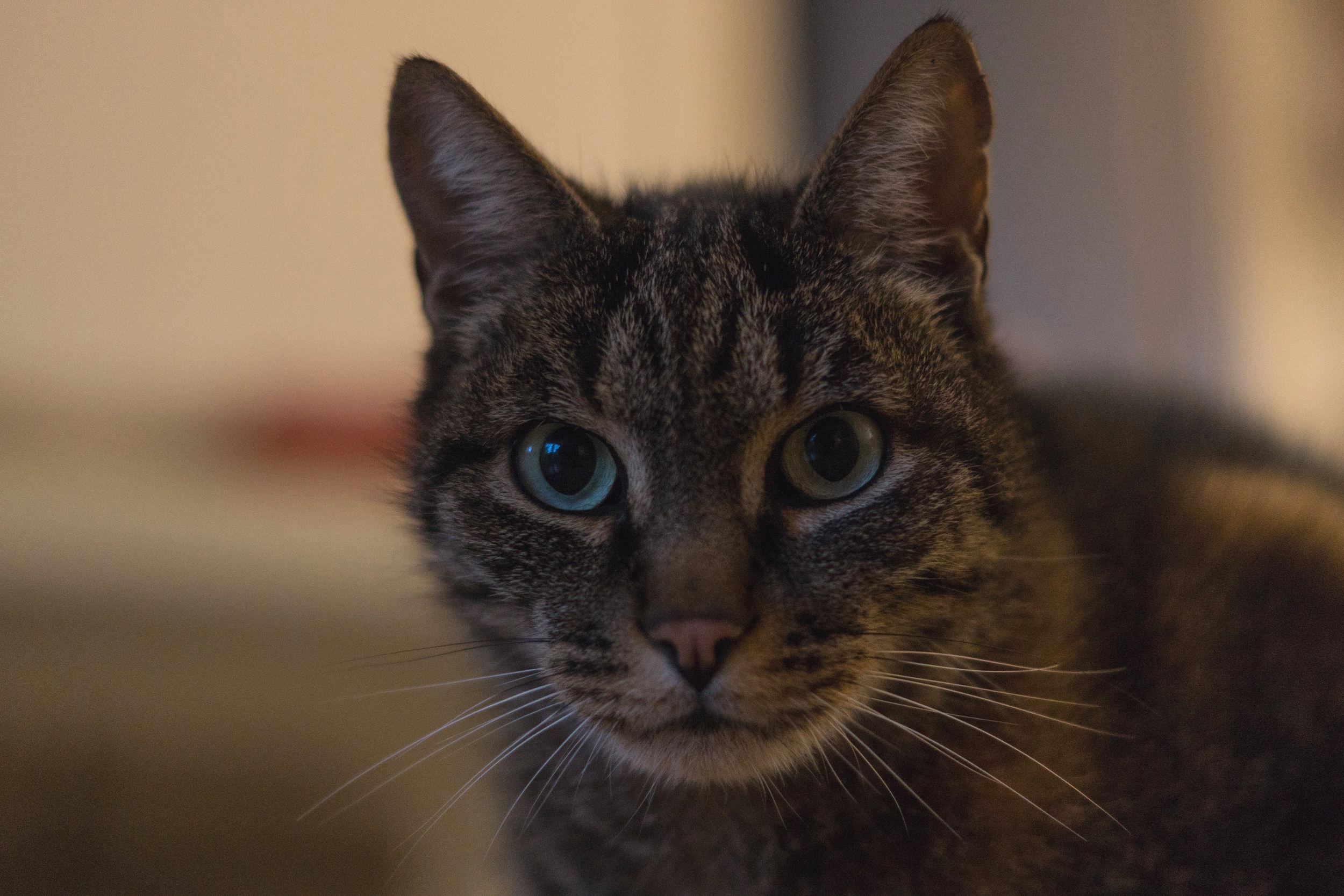 Behind the scenes: Cat Photography