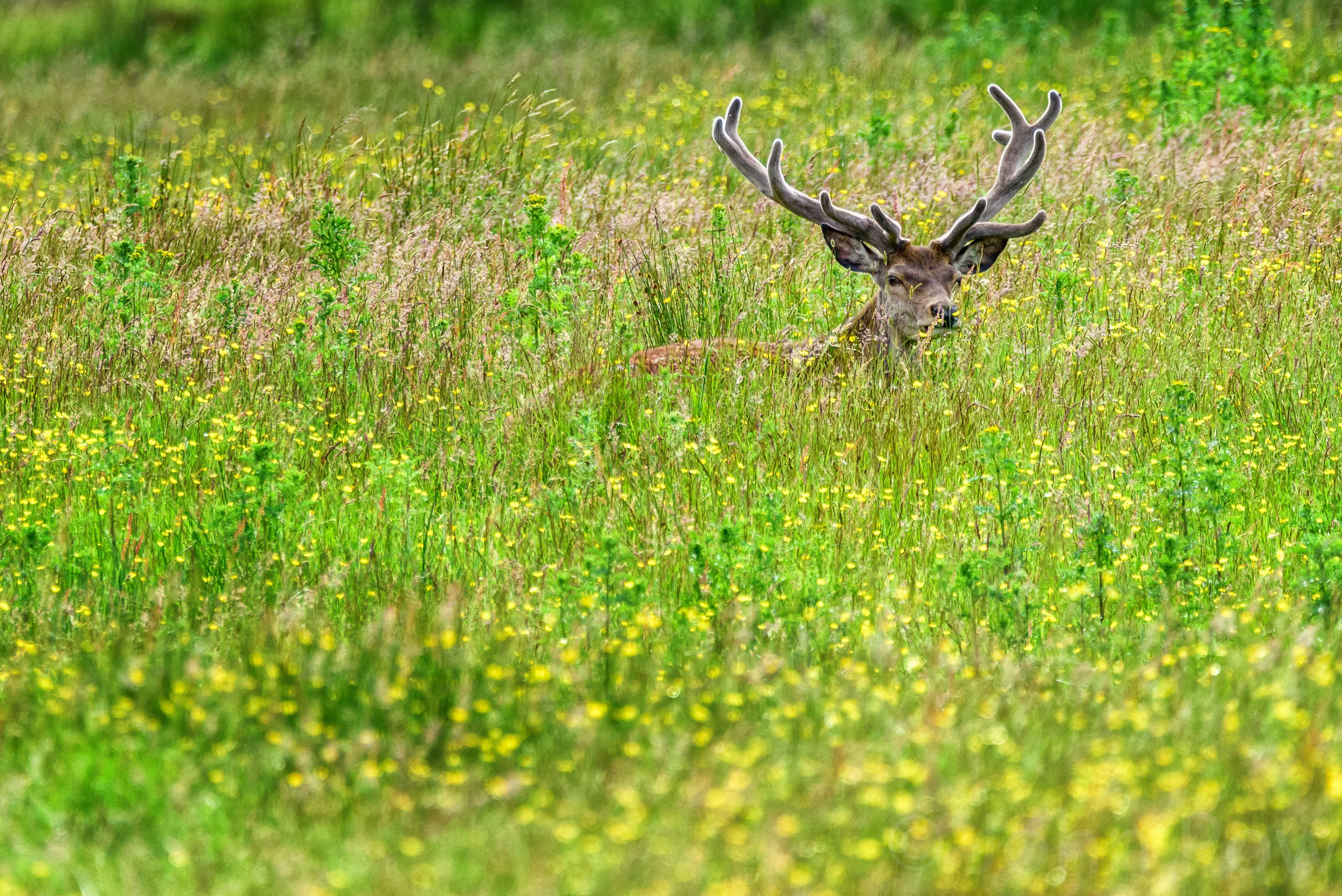 Hiding