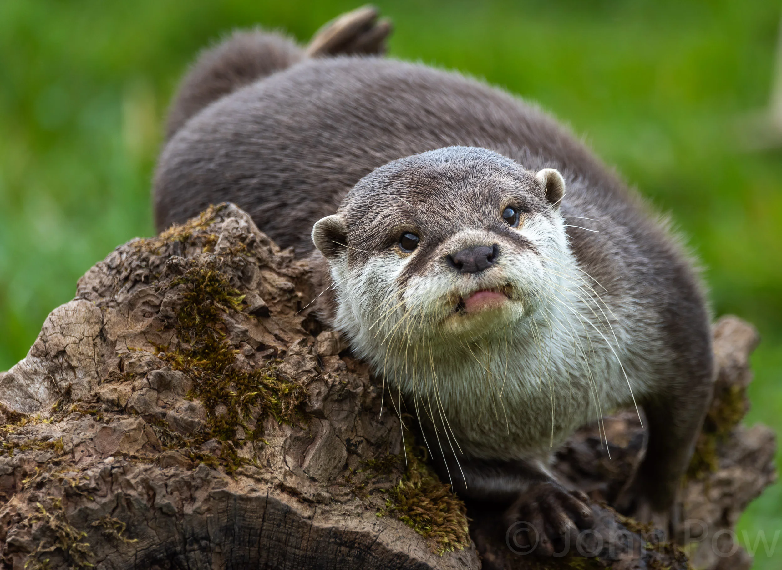 Otter