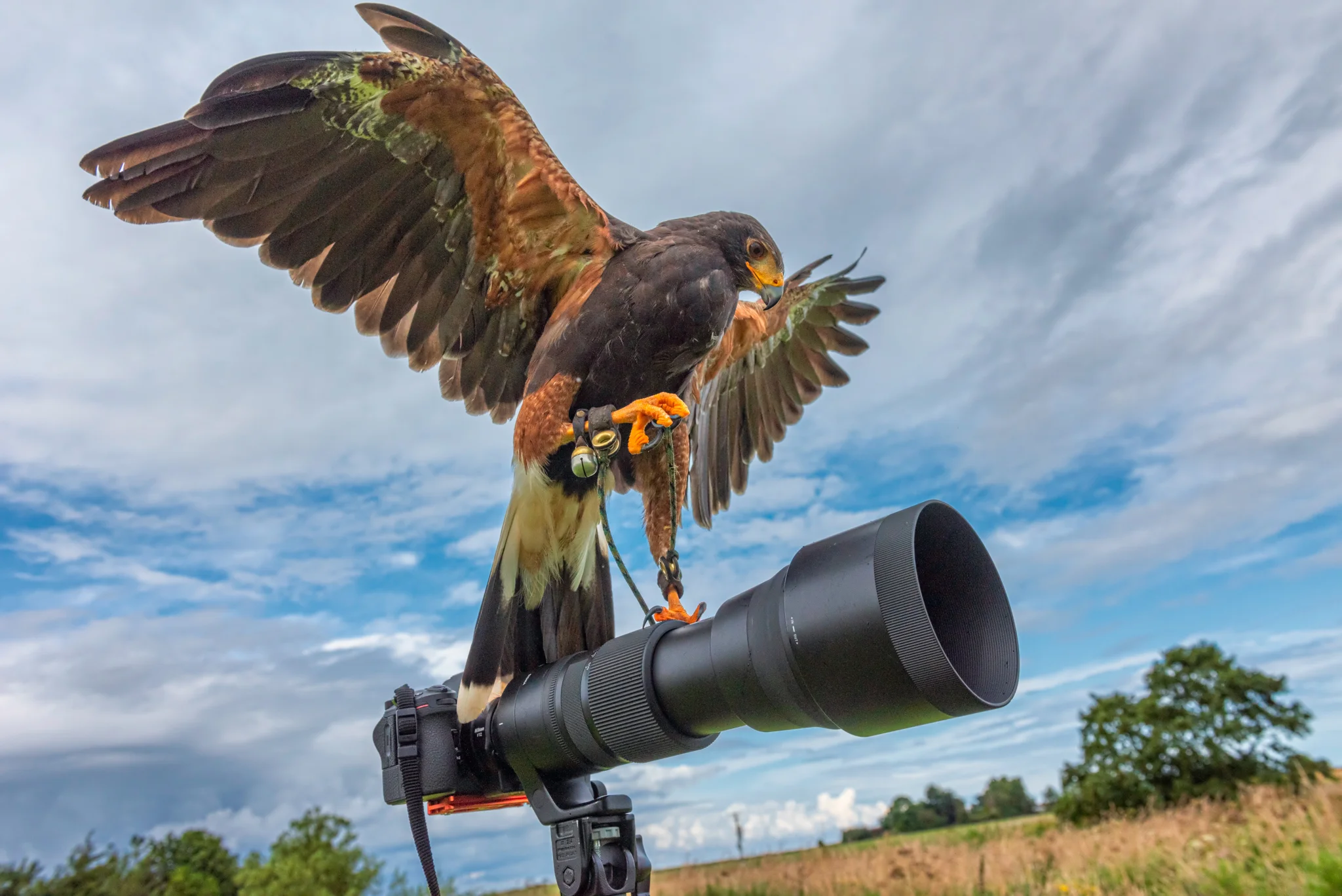 Harris Hawk