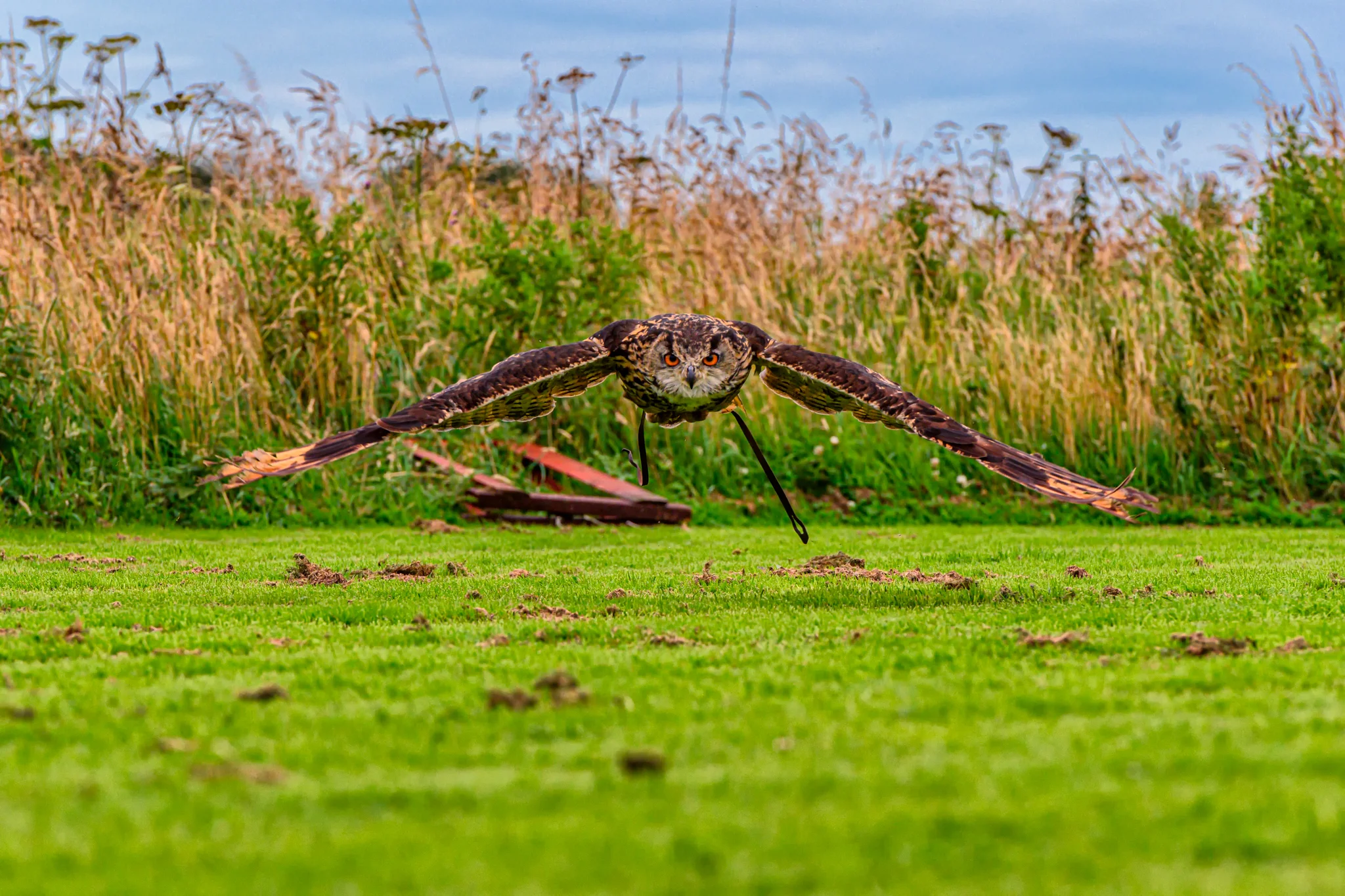 Owl in Flight