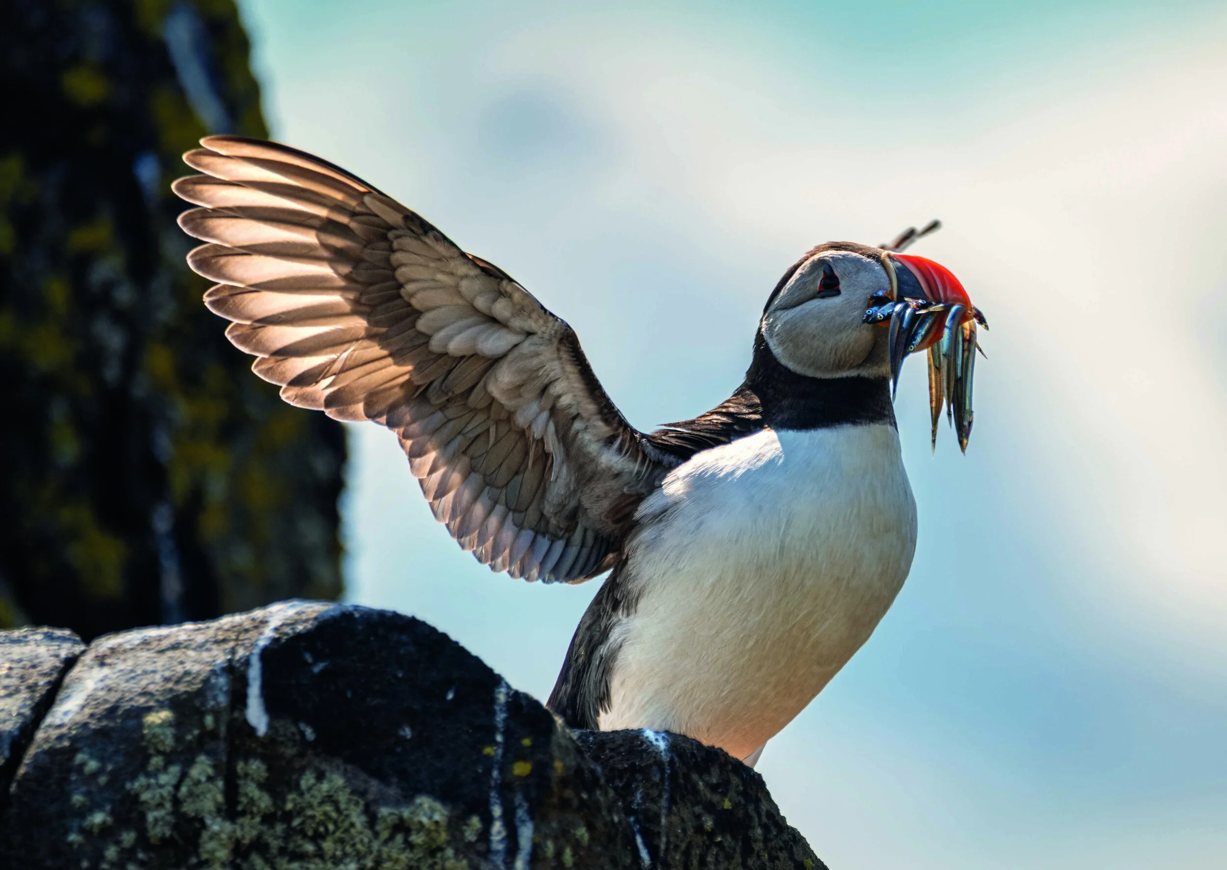 Puffin with Sand Eels