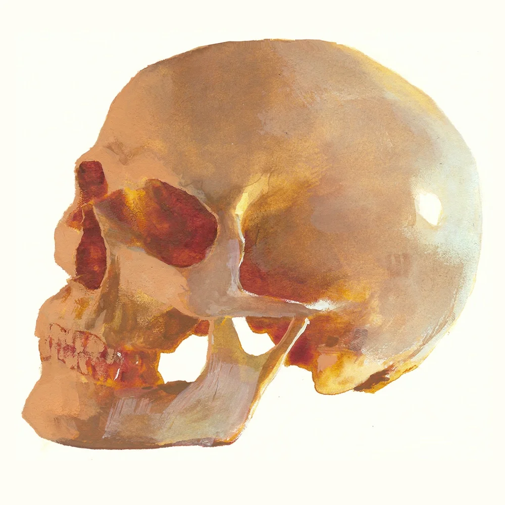 skull.jpg