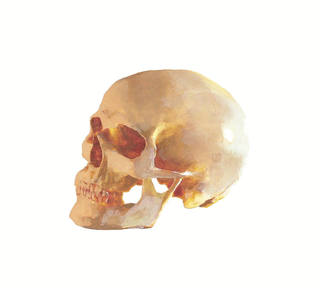 Skull-CJ-Ramone-Rony-Bergfeldt.jpg