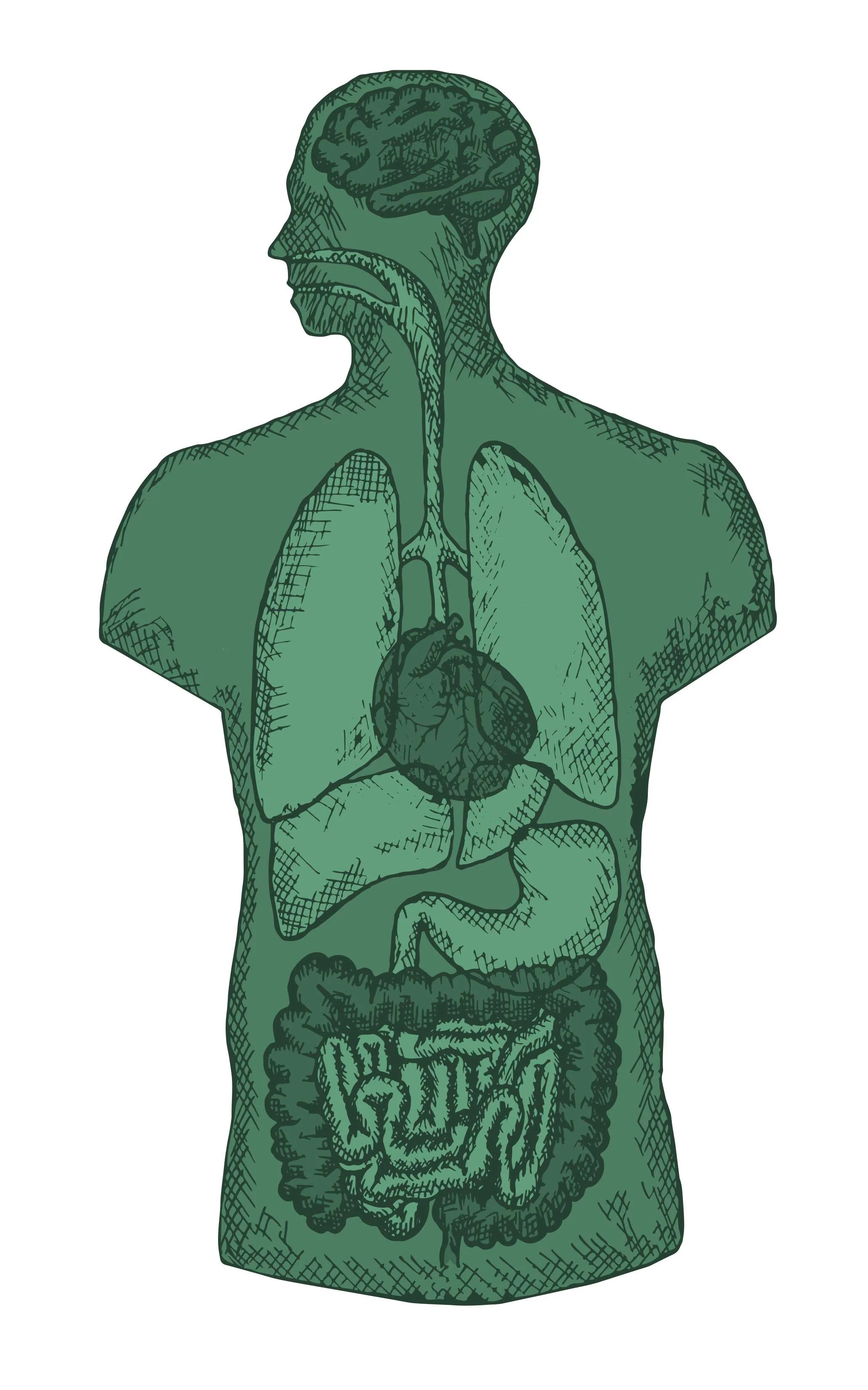 Dr-mat-torso.jpg