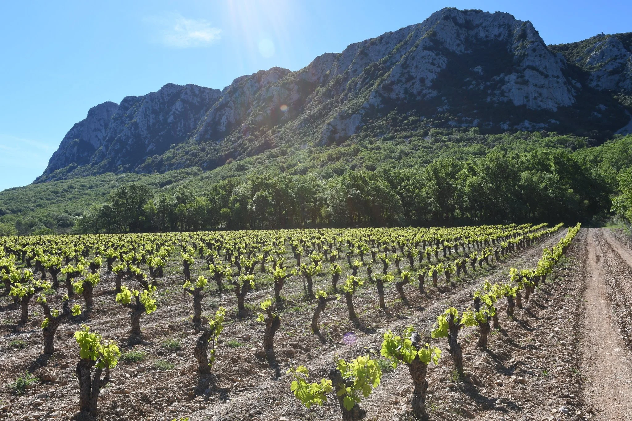 New Savoie  Wine producer launch line up with Authentique Vin Selections