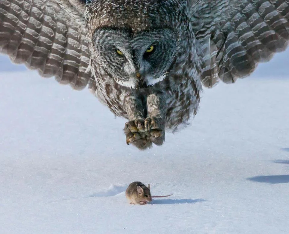 predator vs prey.jpg
