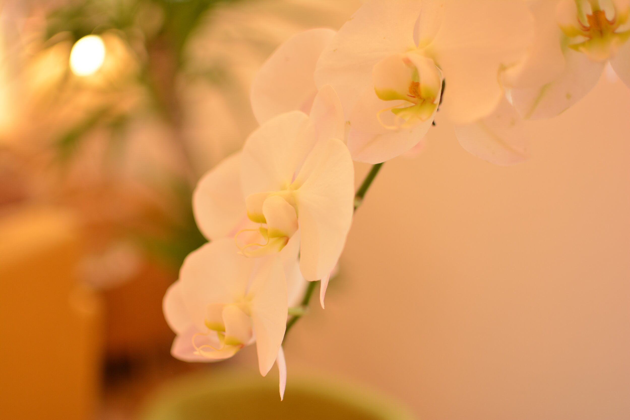 Get Glowing Ayurveda for Radiance.jpg