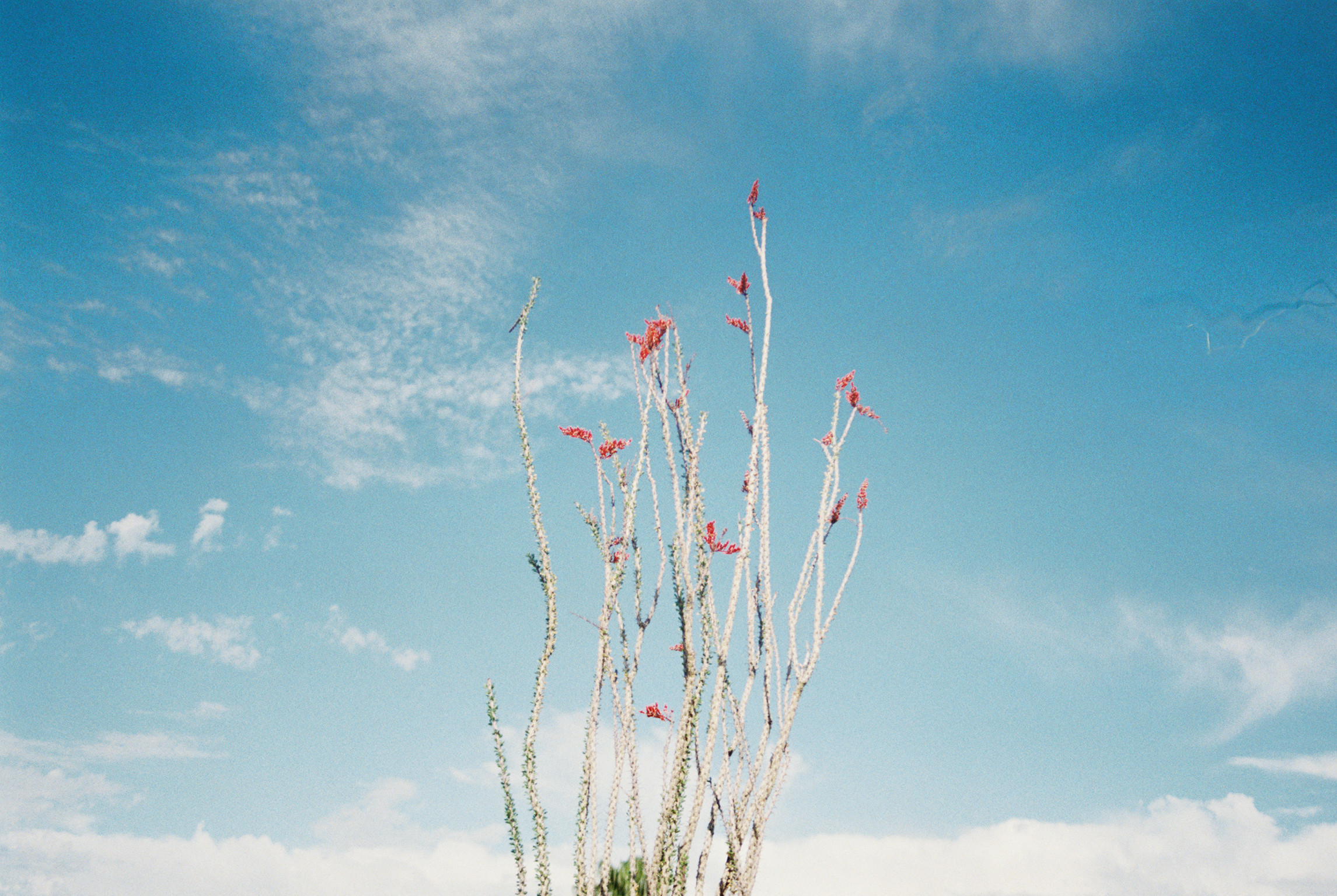 Ayurvedic LIfestyle Design Courses Programs.png