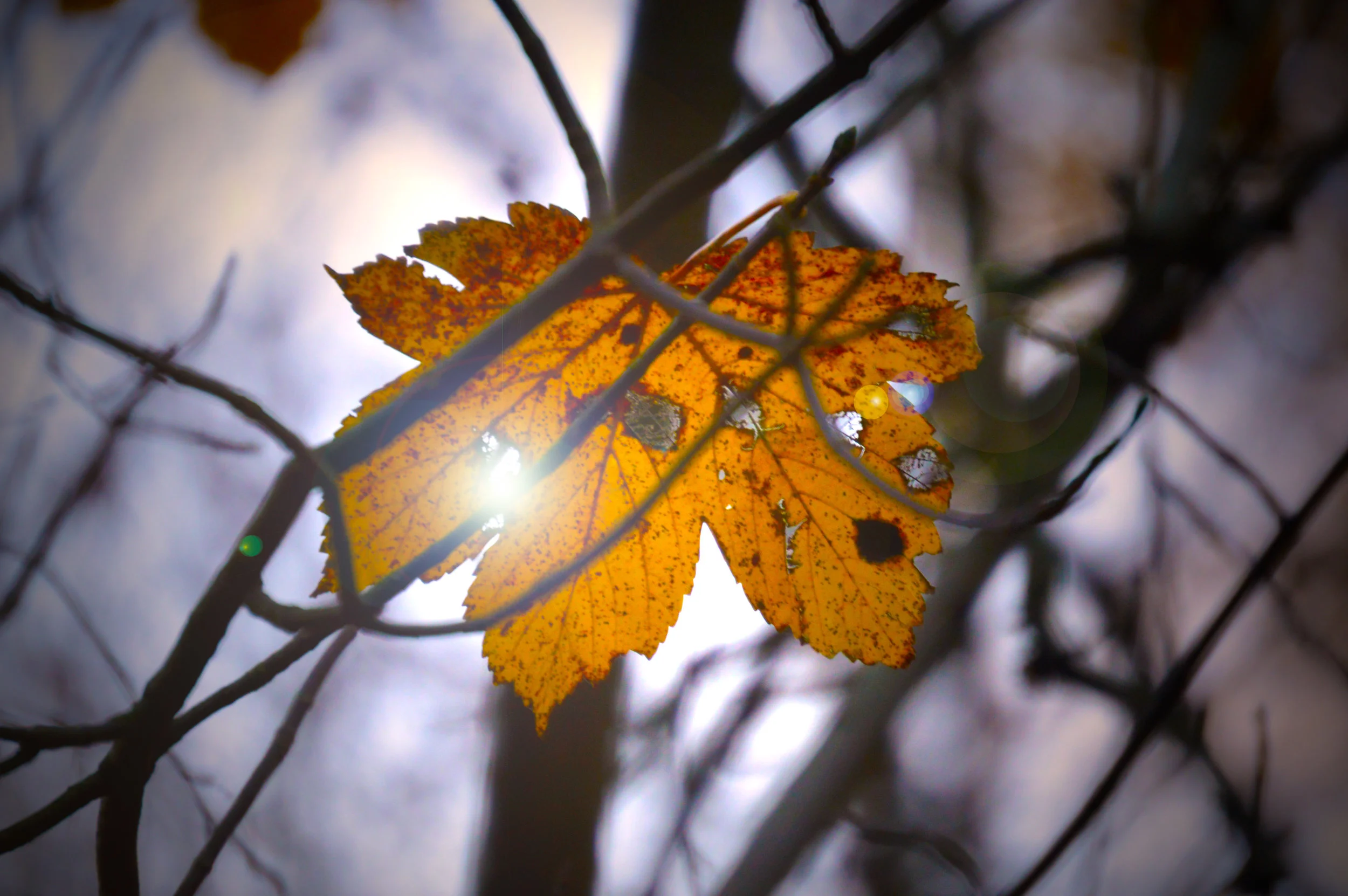 DSC_0158.1.jpg
