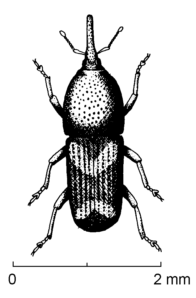 sitophilus-zeamais-adult.gif