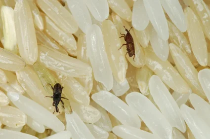 weevils-rice-bugs.jpg