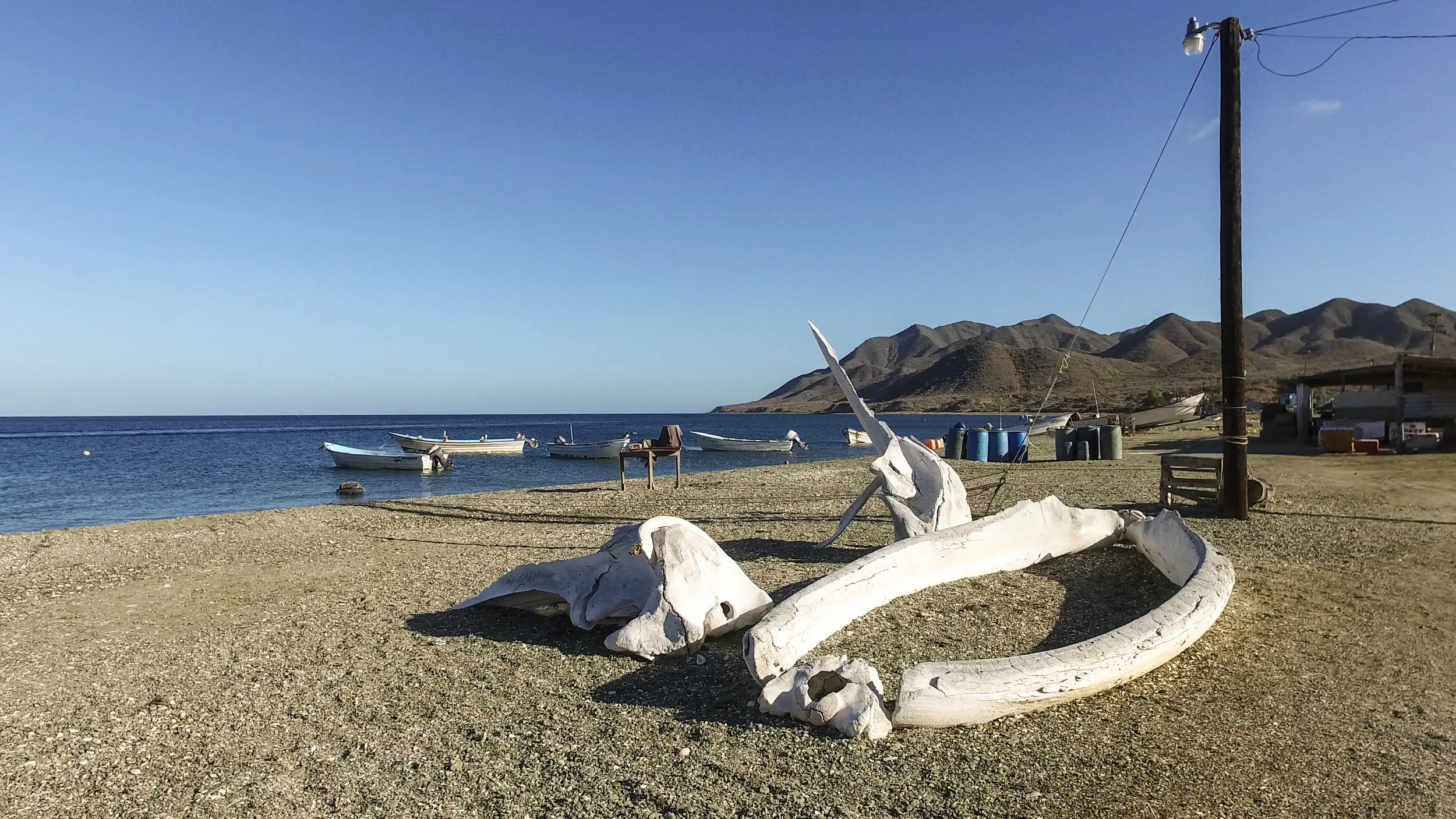 Whale bones piled up on the beach.