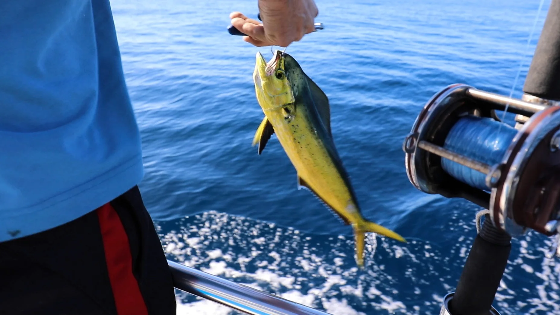 Caught our first mahi. He was just a little guy so we threw him back!
