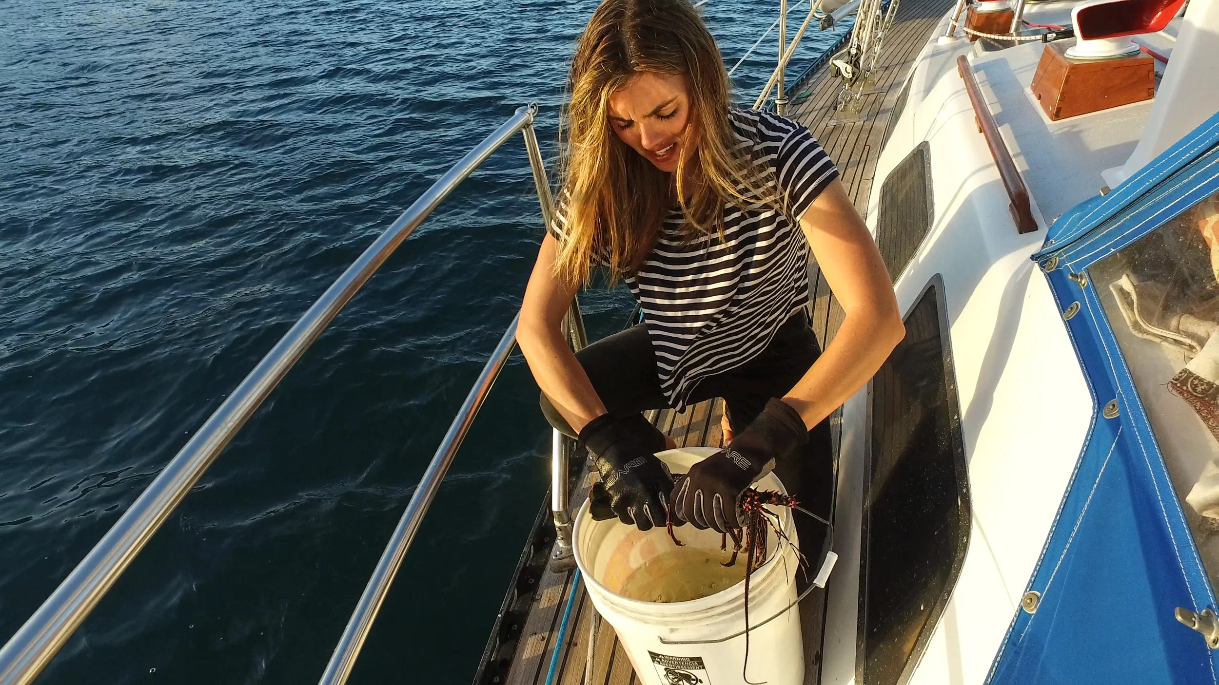 Preparing the lobster for dinner.