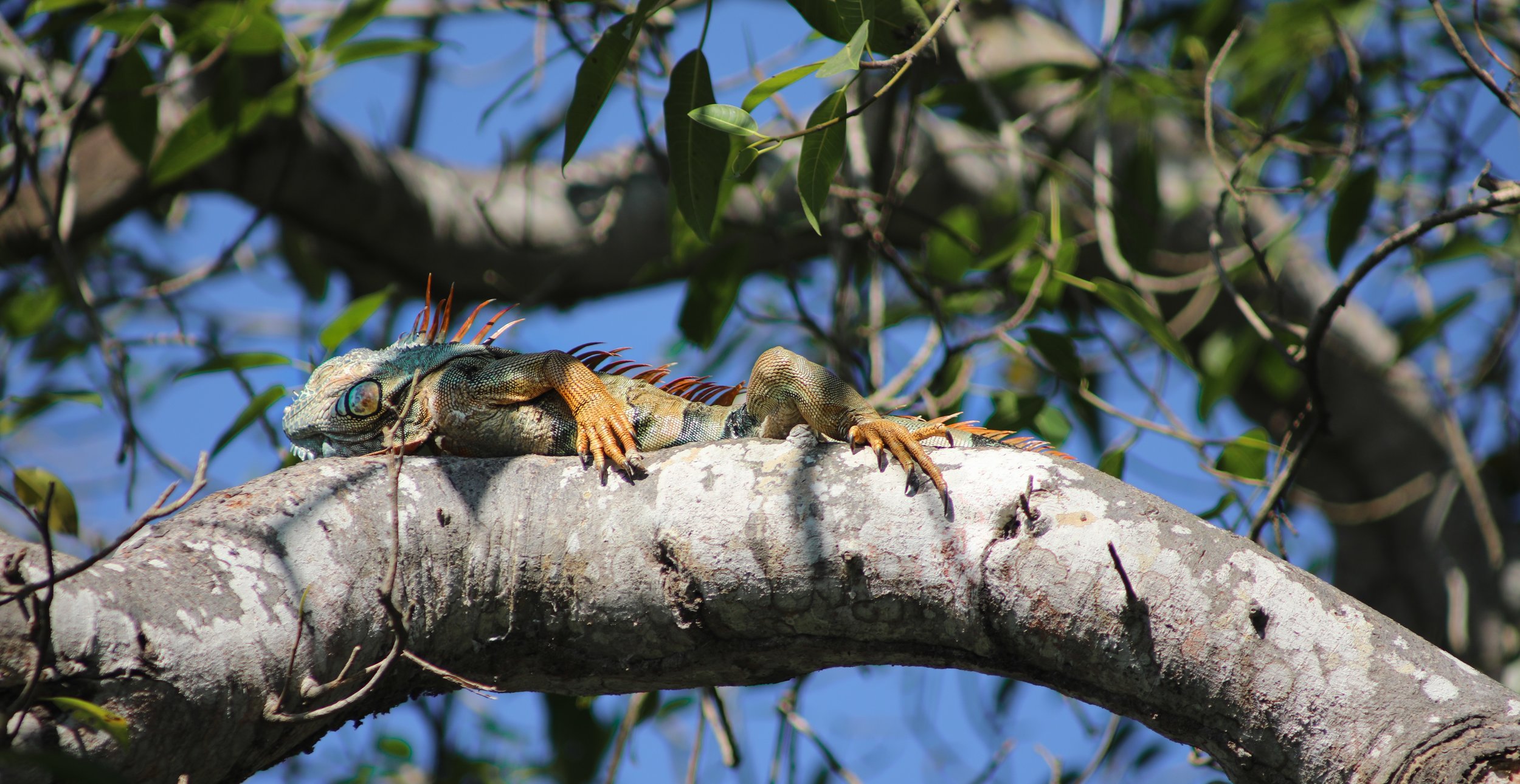 A colorful iguana sunbathing above us.