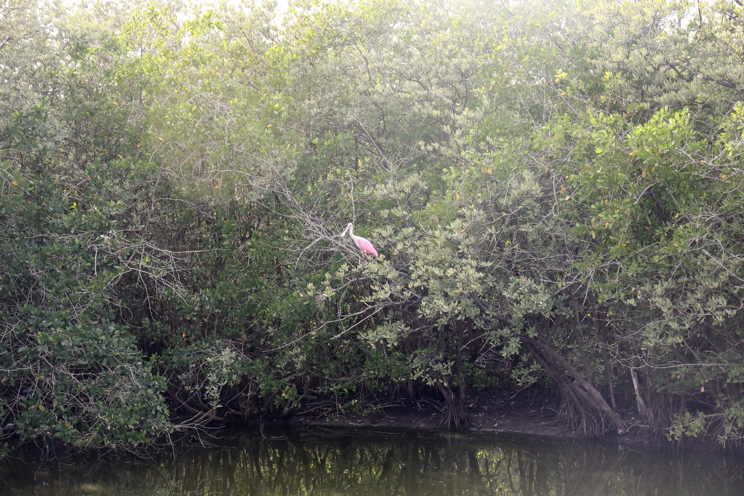 Another roseate spoonbill.