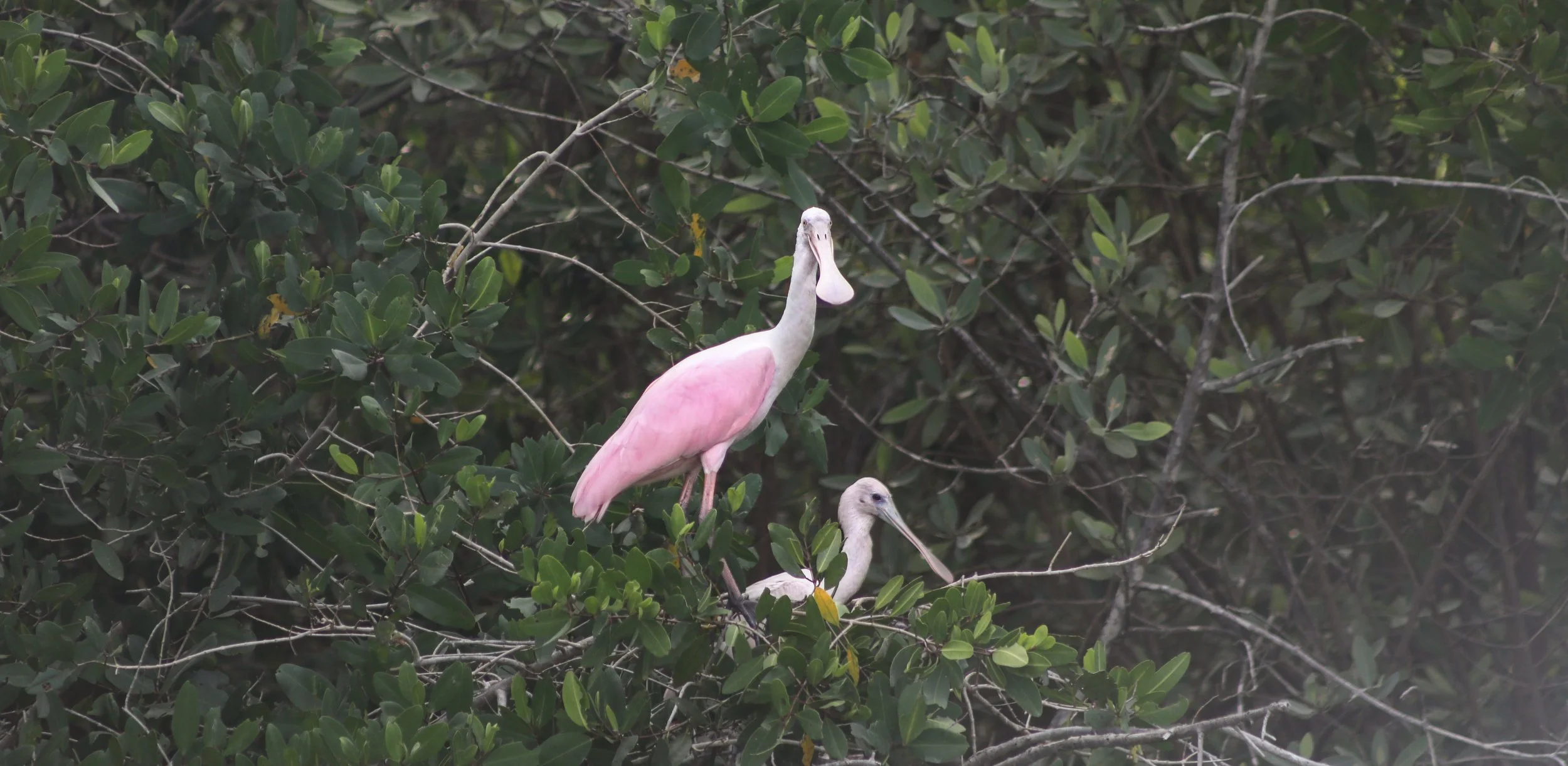 Roseate Spoonbills.